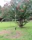 NEW Horizon UltraLite ShootingStar HF Vertical Dipole Antenna withground pole/mast
