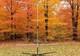 NEW The Horizon UltraLite Shooting Star HF Vertical Dipole Antenna POTA Package